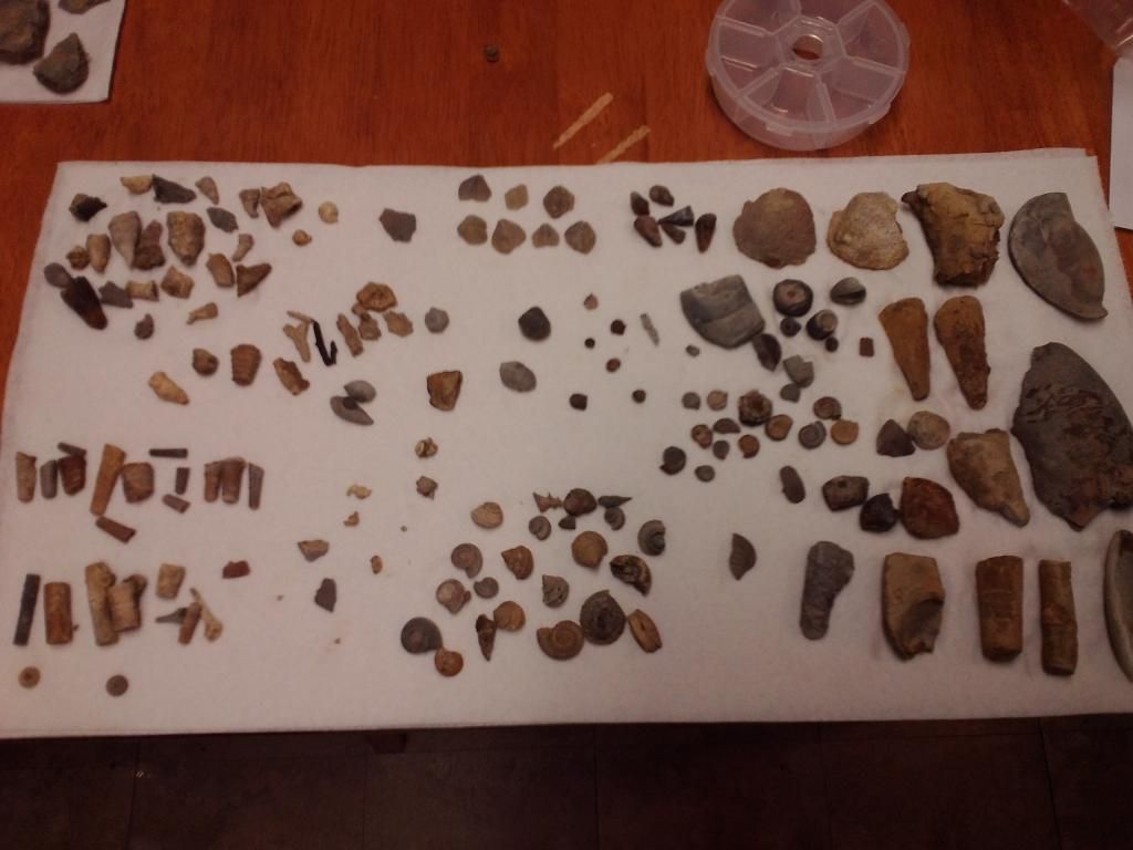 Mineral Wells/lake Jacksboro Trip Fossil Hunting Trips The Fossil Forum